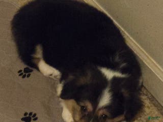 Welsh Corgi Pembroke dogs for sale: Welsh Corgi Pembroke Puppy 4 - Ad 1