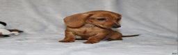 Miniature Dachshund dogs for sale: Chole - Ad 22