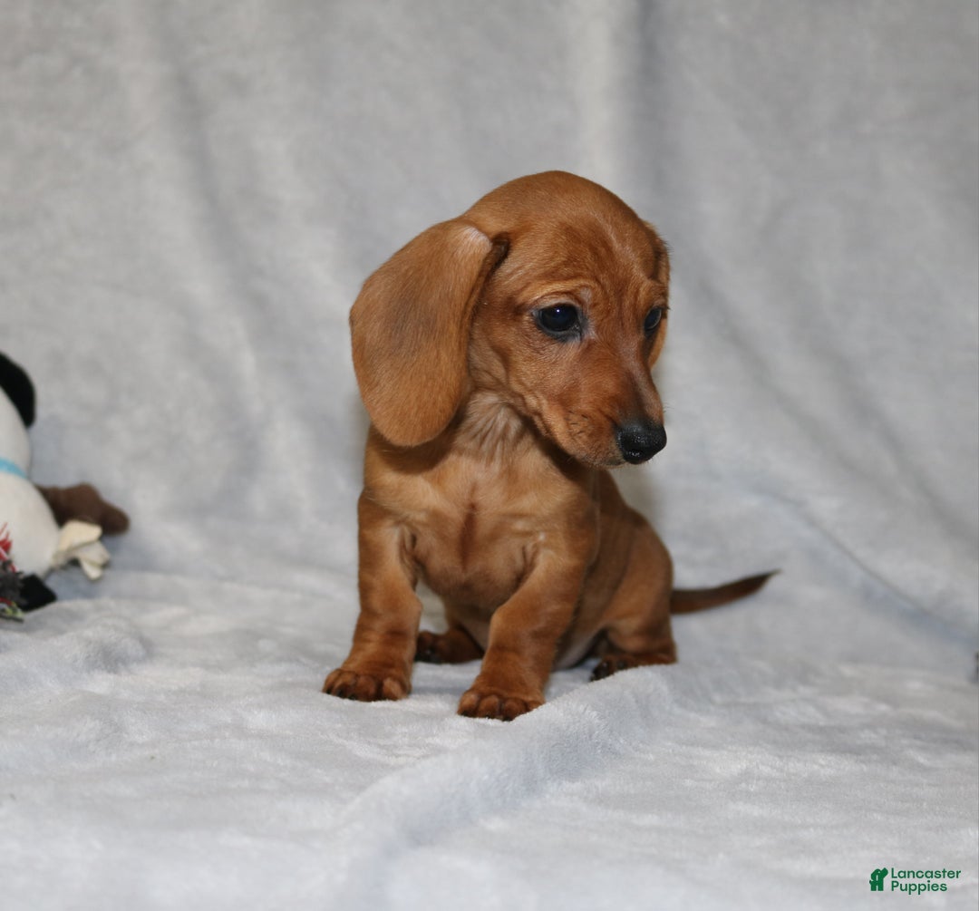 Miniature Dachshund dogs for sale: Chole - Ad 22