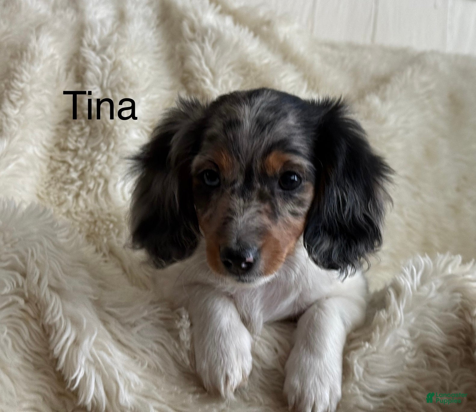 Miniature Dachshund dogs Tina - Ad 1