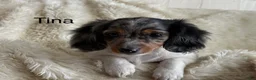 Miniature Dachshund dogs for sale: Tina - Ad 1