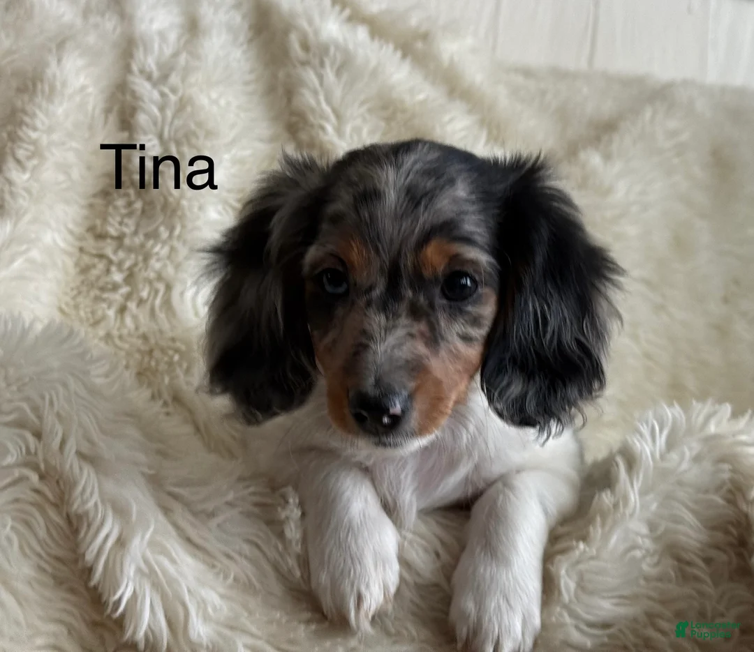 Miniature Dachshund dogs for sale: Tina - Ad 1