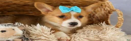 Welsh Corgi Pembroke dogs for sale: Yack 🐶  - Ad 5
