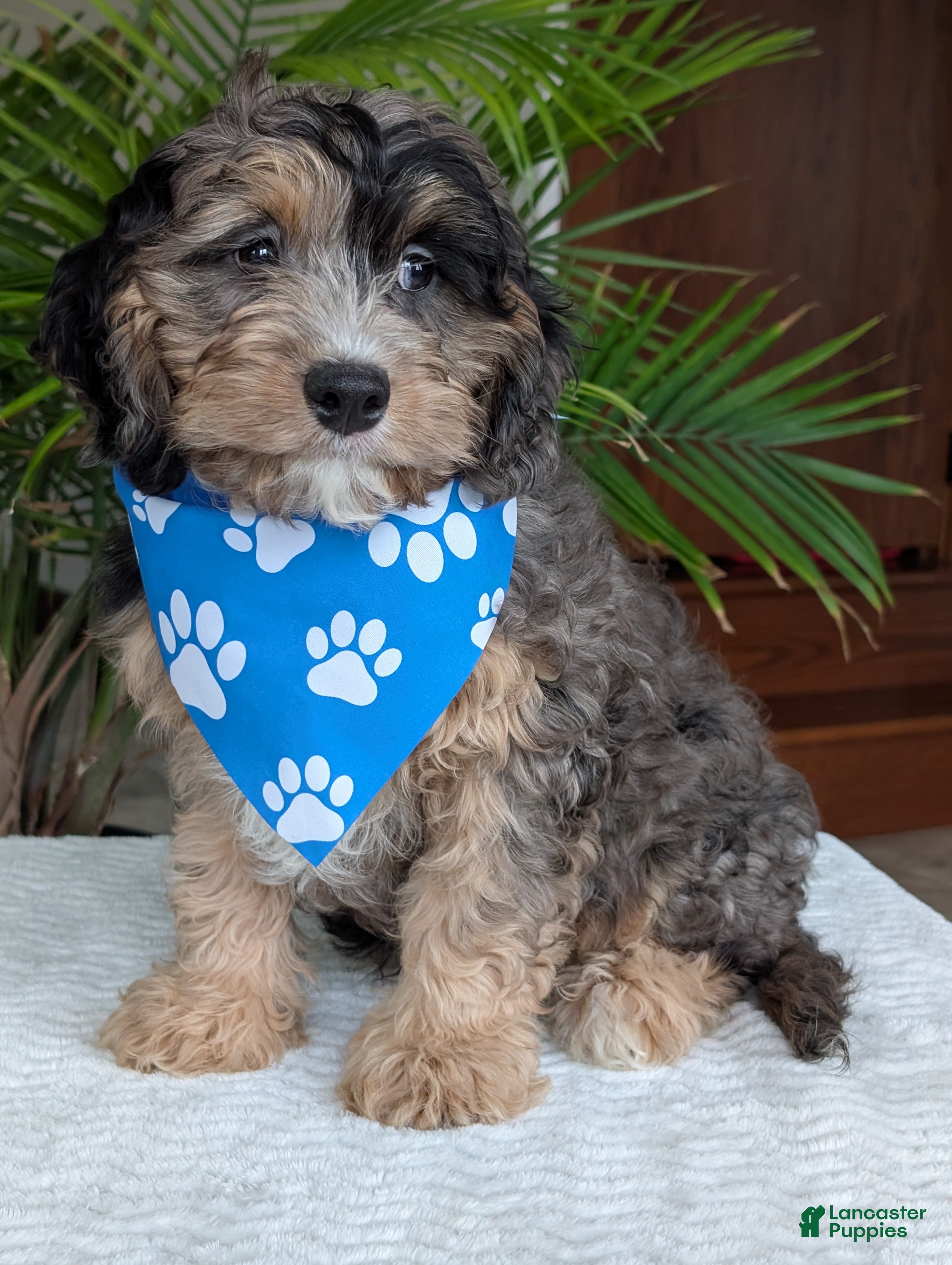 Cavapoo dogs Charlie  - Ad 2