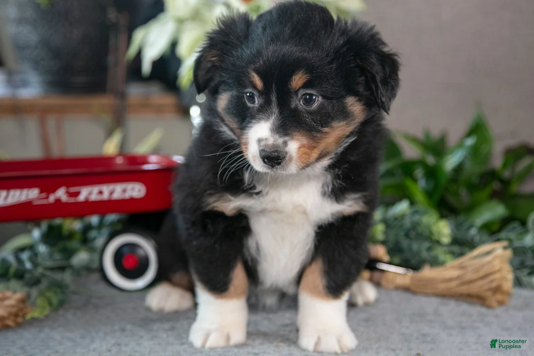 Miniature Australian Shepherd dogs for sale: Donner - Ad 3