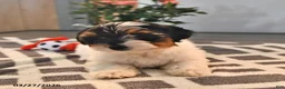 Biewer Terrier dogs for sale: Butterfly - Ad 3