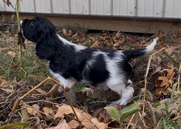 Mixed Breed dogs for sale: Zoë - Ad 2