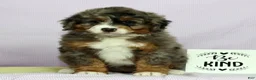 Mini Bernedoodle dogs for sale: Lexie - Ad 6