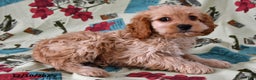Cockapoo dogs for sale: Willow - Ad 4