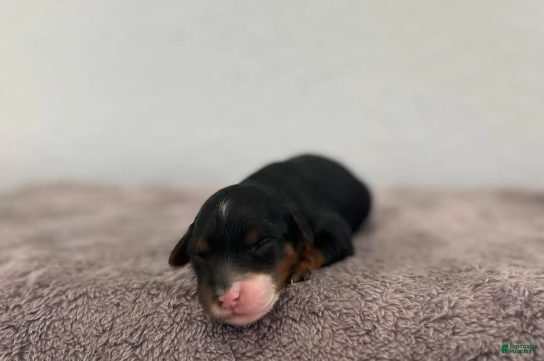 Mini Goldendoodle dogs for sale: Riley - Ad 2