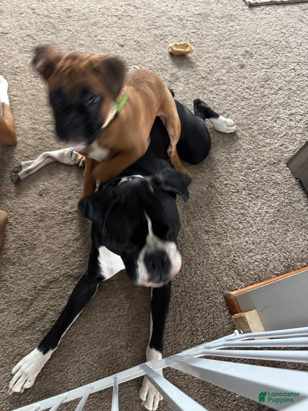 Boxer dogs for sale: Dozer - Ad 2