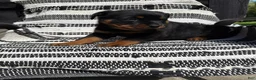 Rottweiler dogs for sale: Fritz - Ad 11
