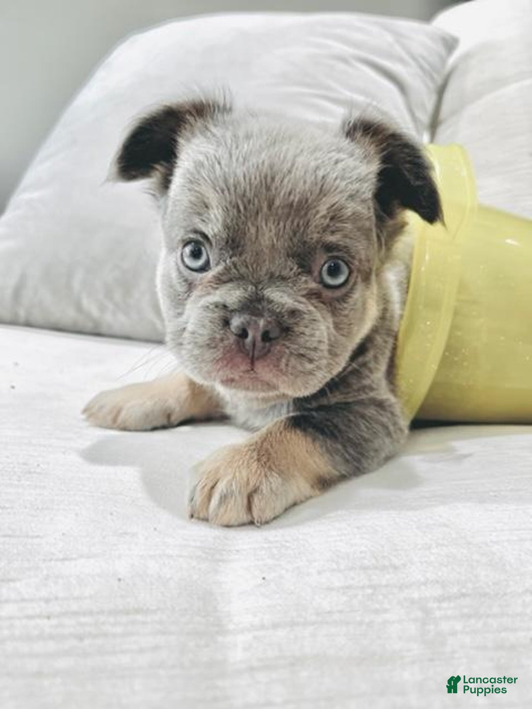 French Bulldog dogs for sale: MIni Fluffy French Bulldog Puppy  - Ad 2