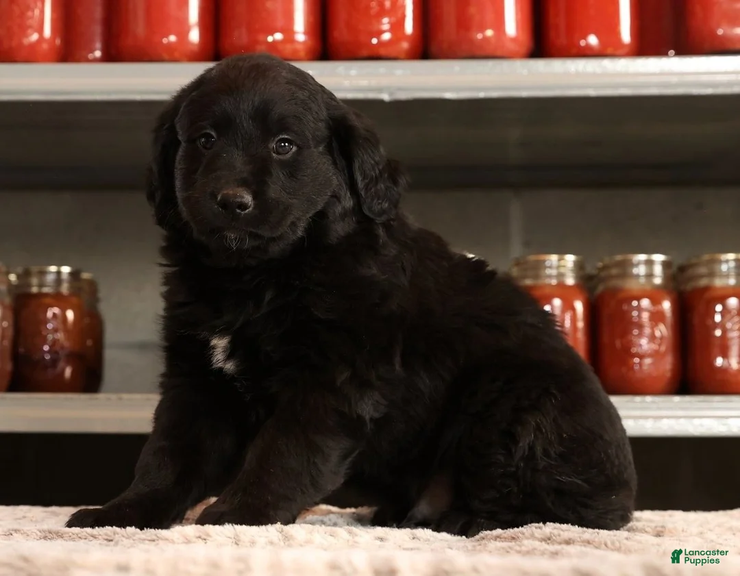 Mini Goldendoodle dogs for sale: Kendall - Ad 3