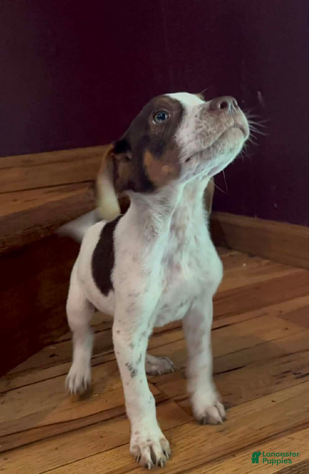 Mixed Breed dogs Ozzy - Ad 2