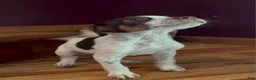Mixed Breed dogs for sale: Ozzy - Ad 2