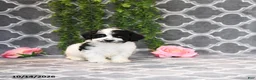 Havapoo dogs for sale: Bob - Ad 3