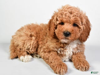 Shihpoo dogs - Ad 42