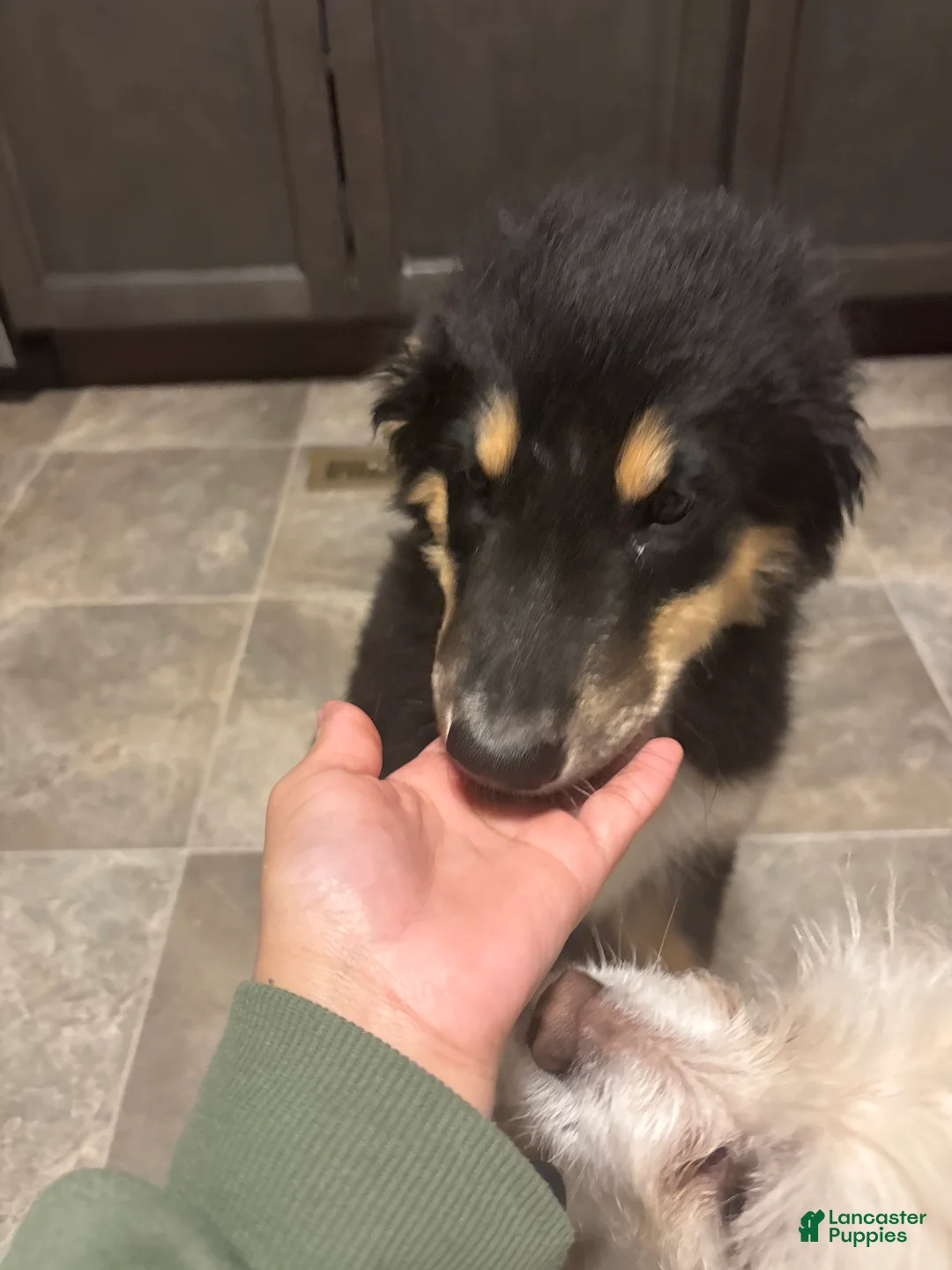 Mixed Breed dogs for sale: Kali - Ad 3