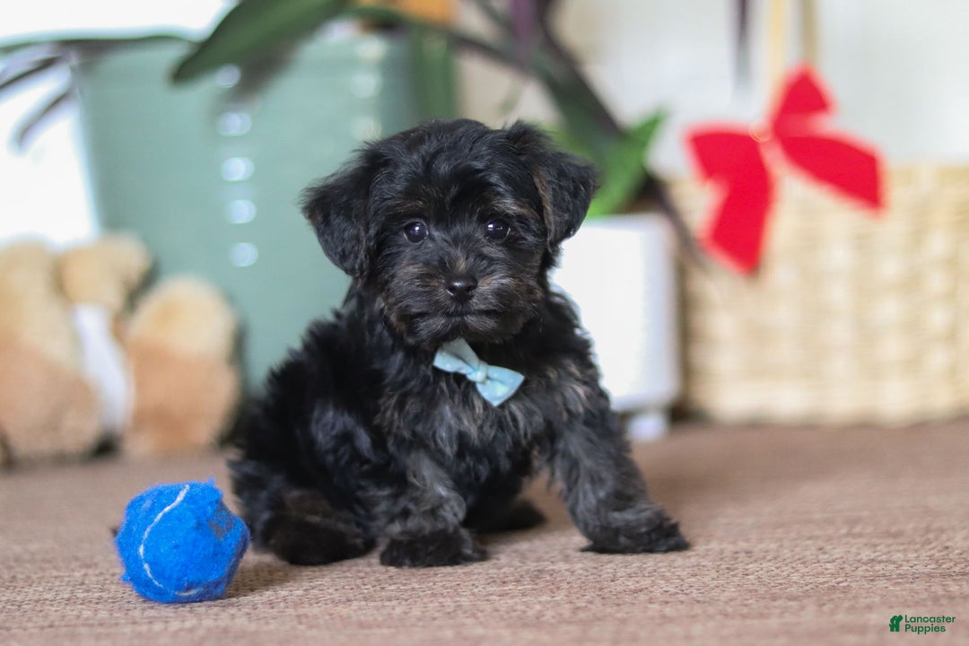 Yorkiepoo dogs for sale: Jason - Ad 3