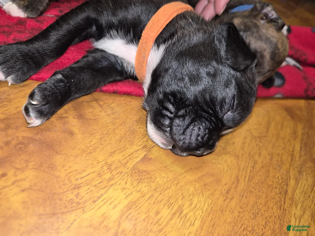 Boxer dogs for sale: Orange - Ad 2
