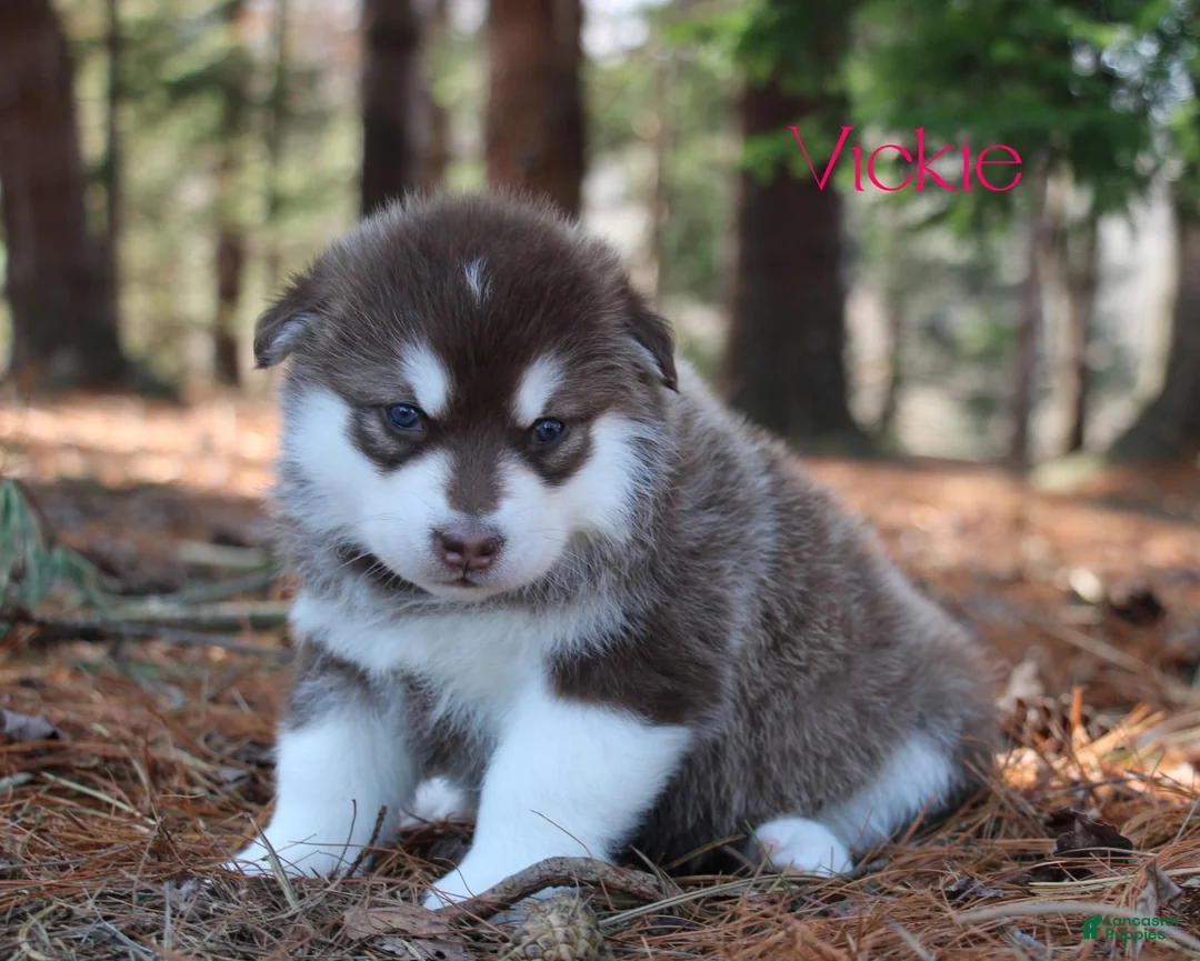 Alaskan Malamute dogs for sale: Vicki - Ad 1