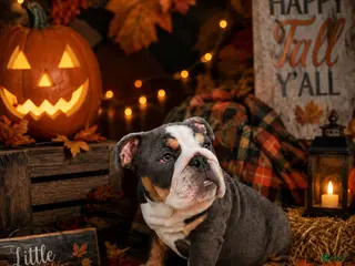 English Bulldog dogs Big Bessie - Ad 14