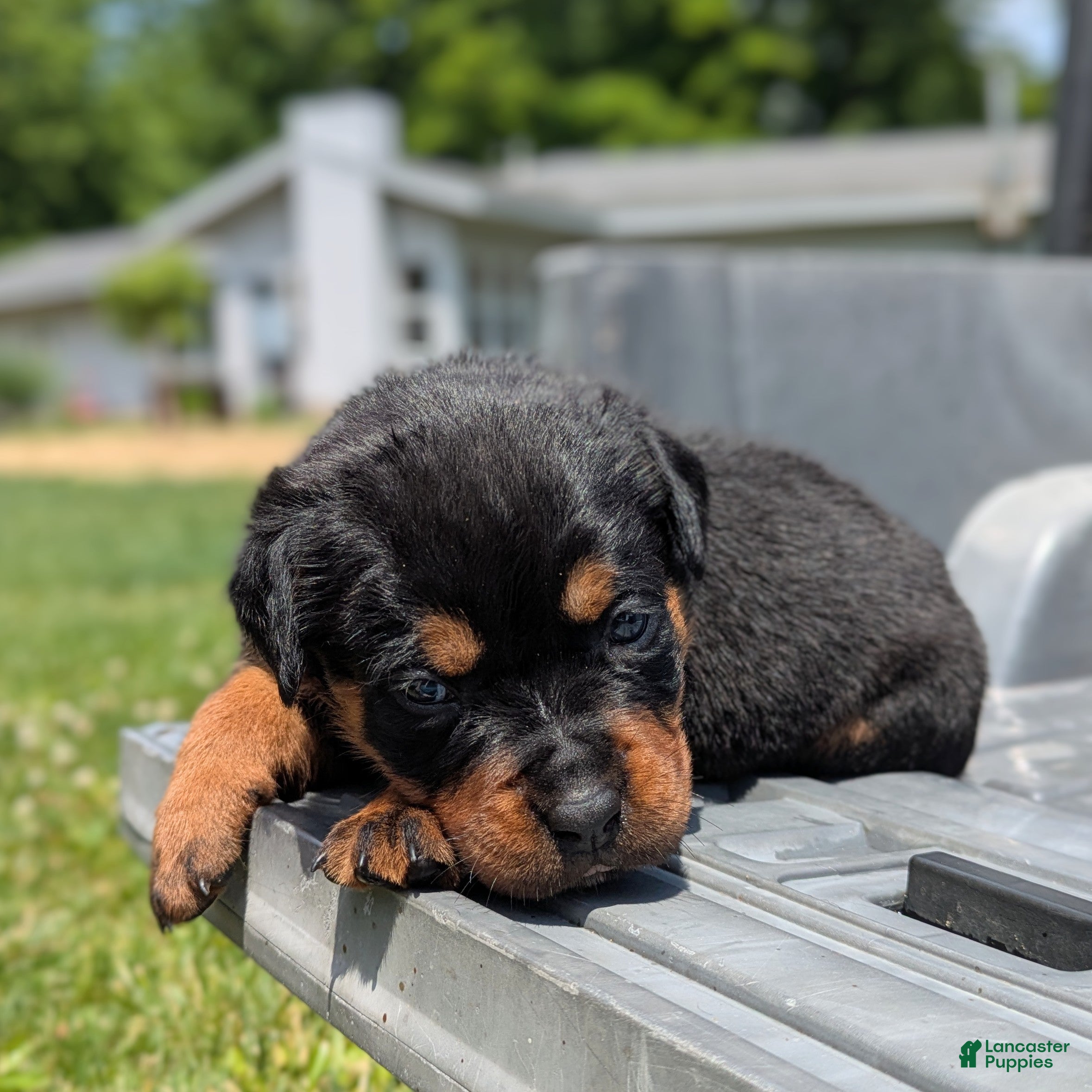 Rottweiler dogs Cobra - Ad 2