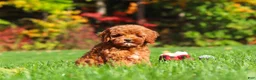 Cockapoo dogs for sale: Willow - Ad 6