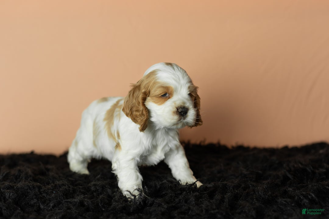 Cocker Spaniel dogs for sale: Gibson - Ad 2