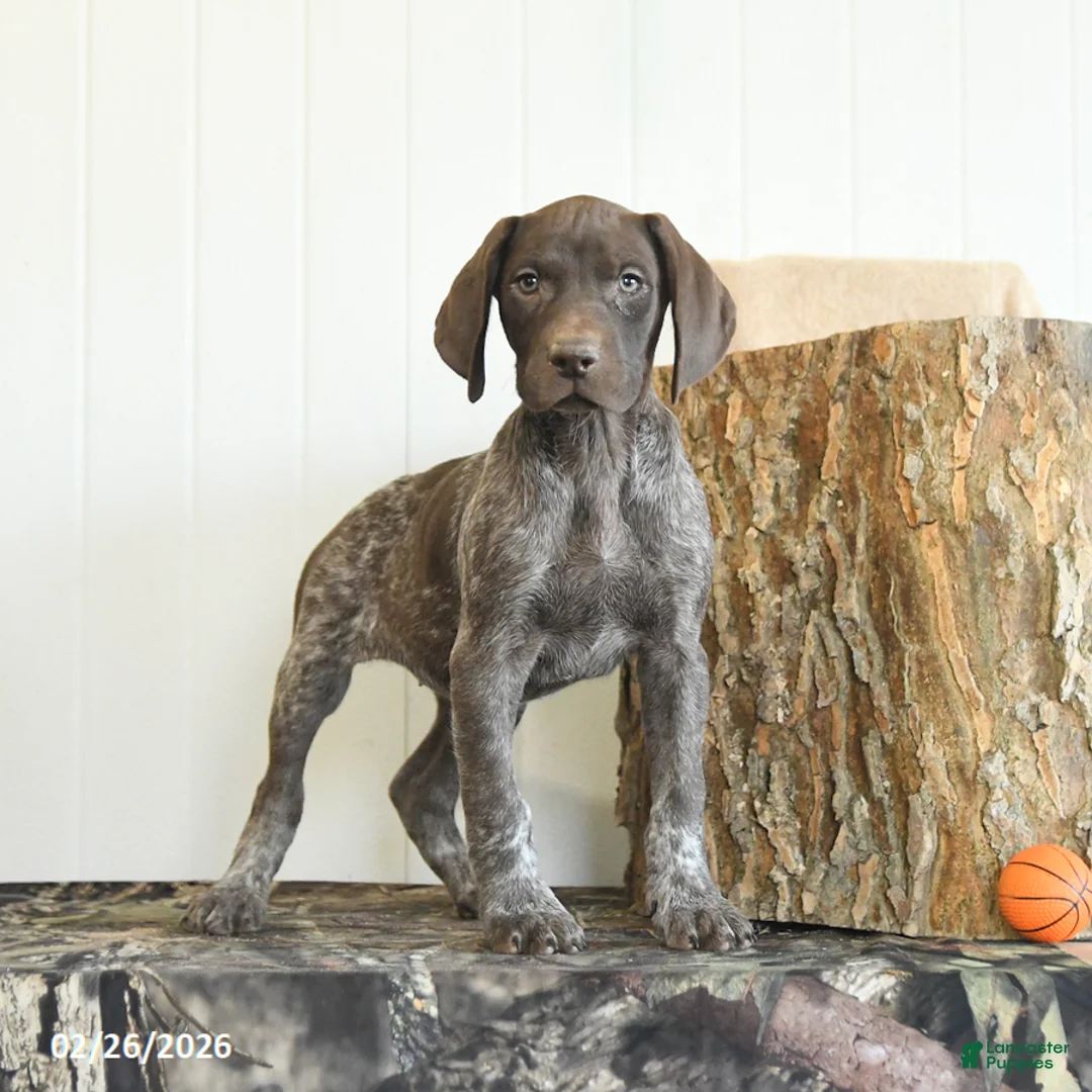 German Shorthaired Pointer dogs for sale: Darcy - Ad 2