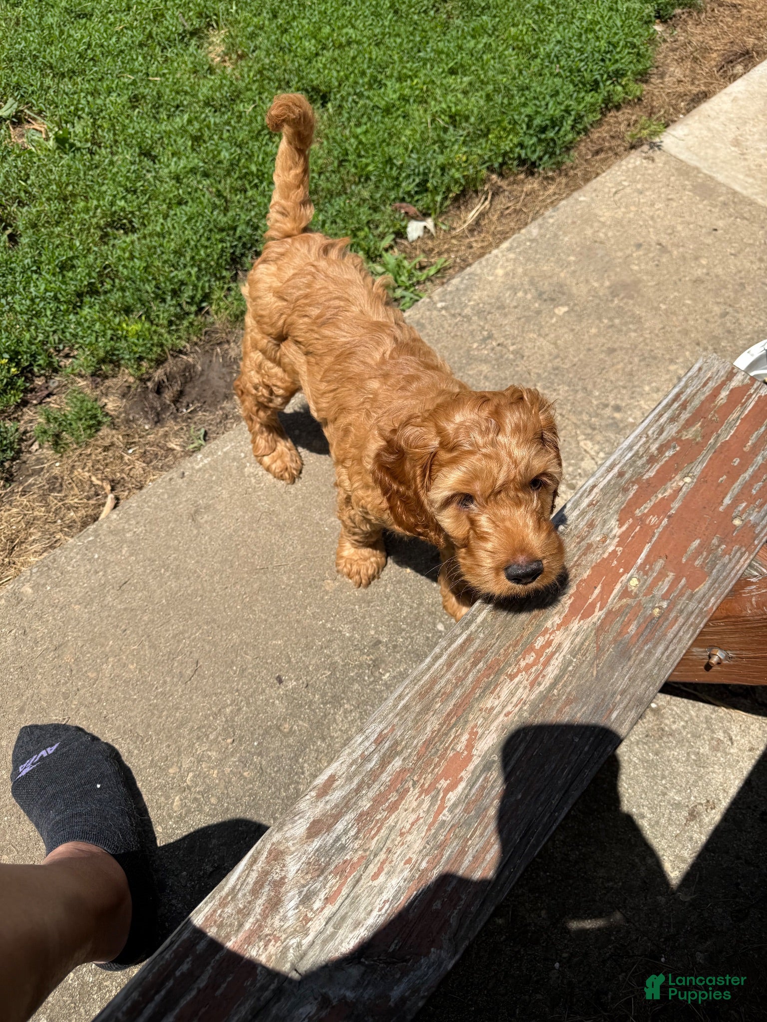 Mixed Breed dogs Mixed Breed 1 - Ad 1