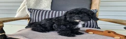 Mini Bernedoodle dogs for sale: Brock - Ad 9