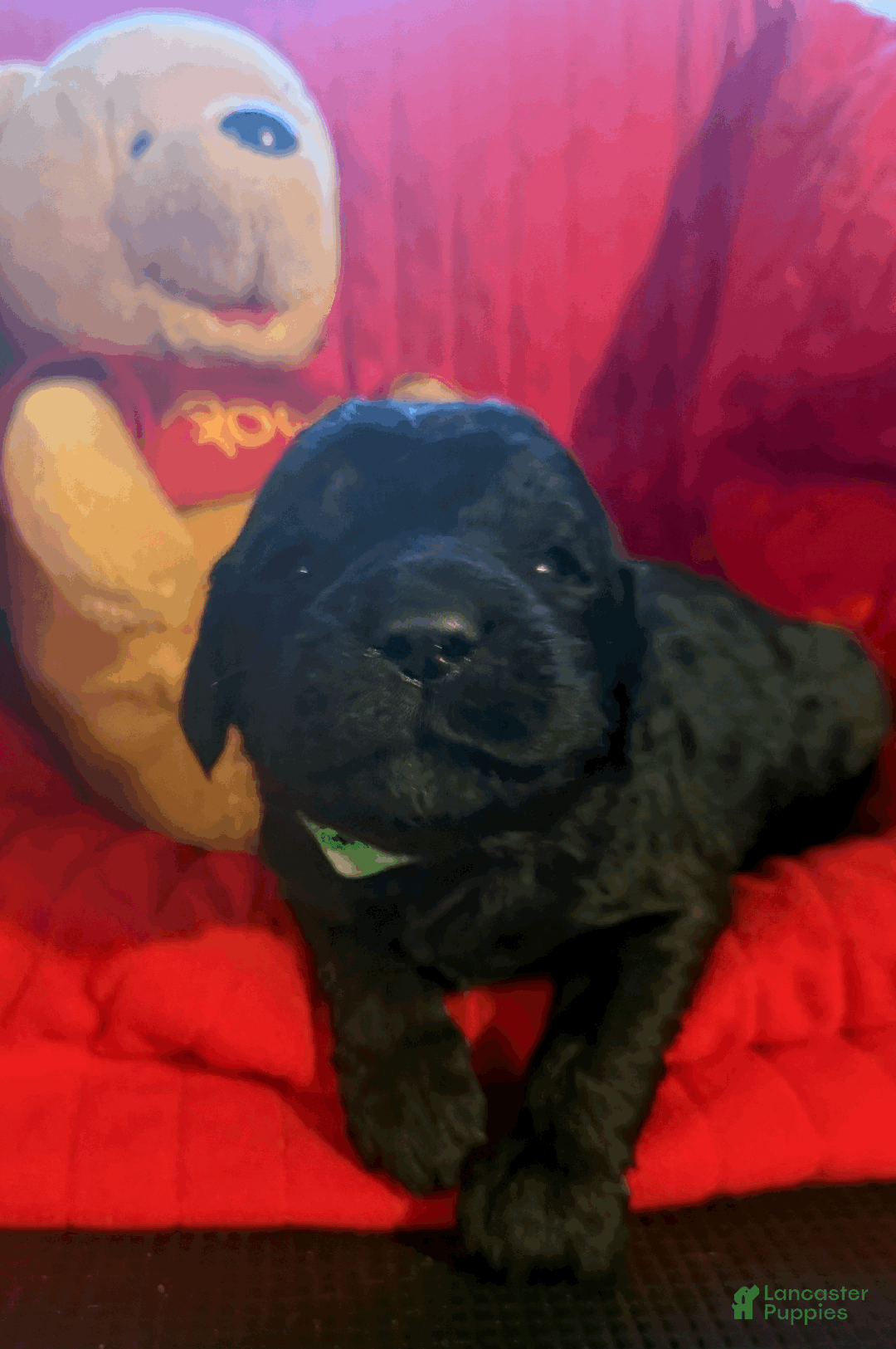 Goldendoodle dogs for sale: Light Green - Ad 1