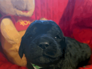 Goldendoodle dogs Light Green - Ad 10