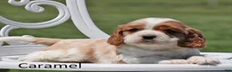 Cockalier dogs for sale: Caramel - Ad 3
