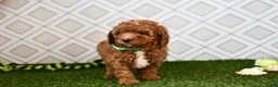 Cavapoo dogs for sale: Rolo - Ad 4