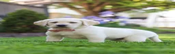 Labrador Retriever dogs for sale: Bela - Ad 7
