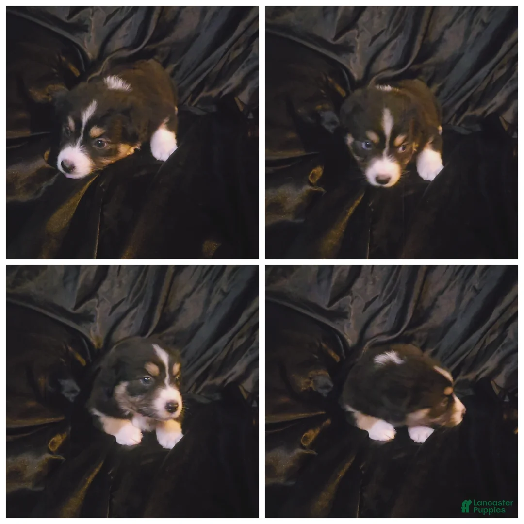 Australian Shepherd dogs for sale: "Moxie" Black tricolor  - Ad 2