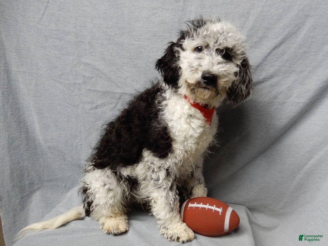 Sheepadoodle dogs for sale: Panda (medium) - Ad 8