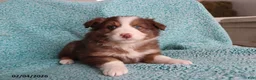 Australian Shepherd dogs for sale: Little Lady - Ad 2