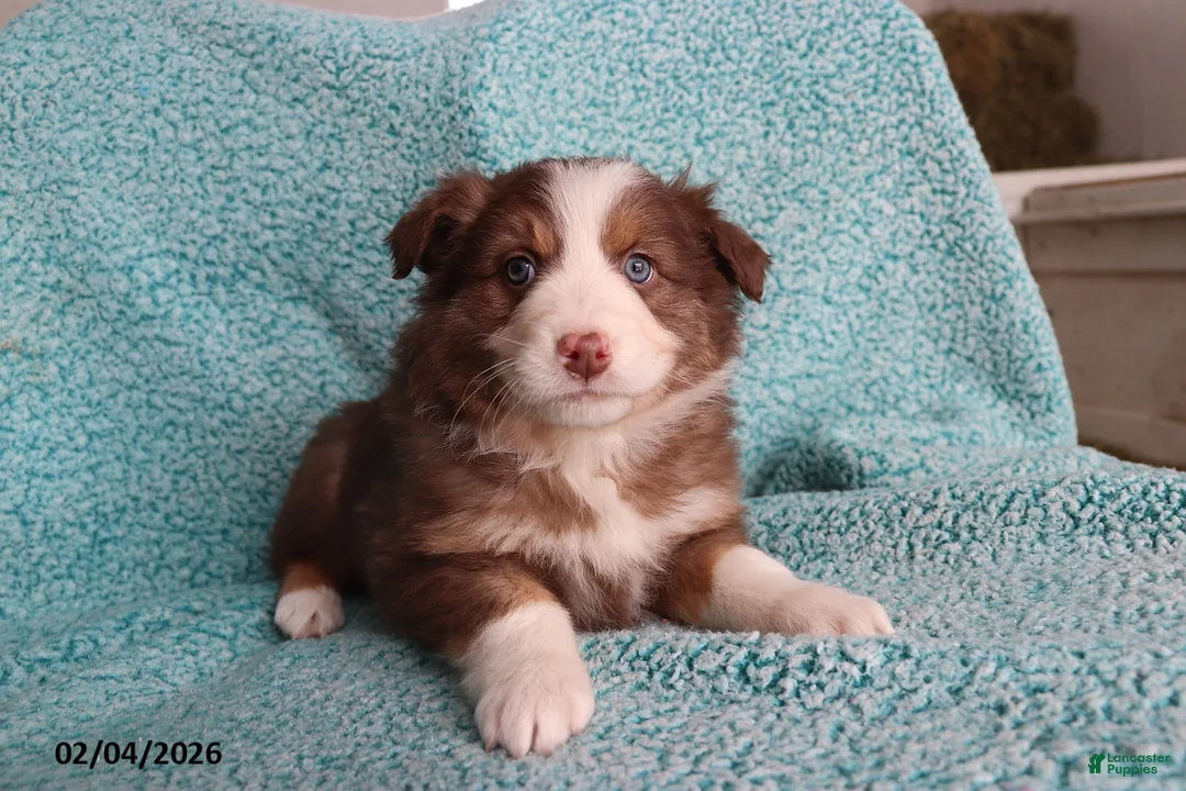 Australian Shepherd dogs for sale: Little Lady - Ad 2