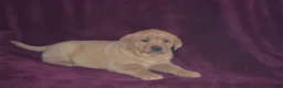 Labrador Retriever dogs for sale: Labrador Retriever Puppy 1 - Ad 4