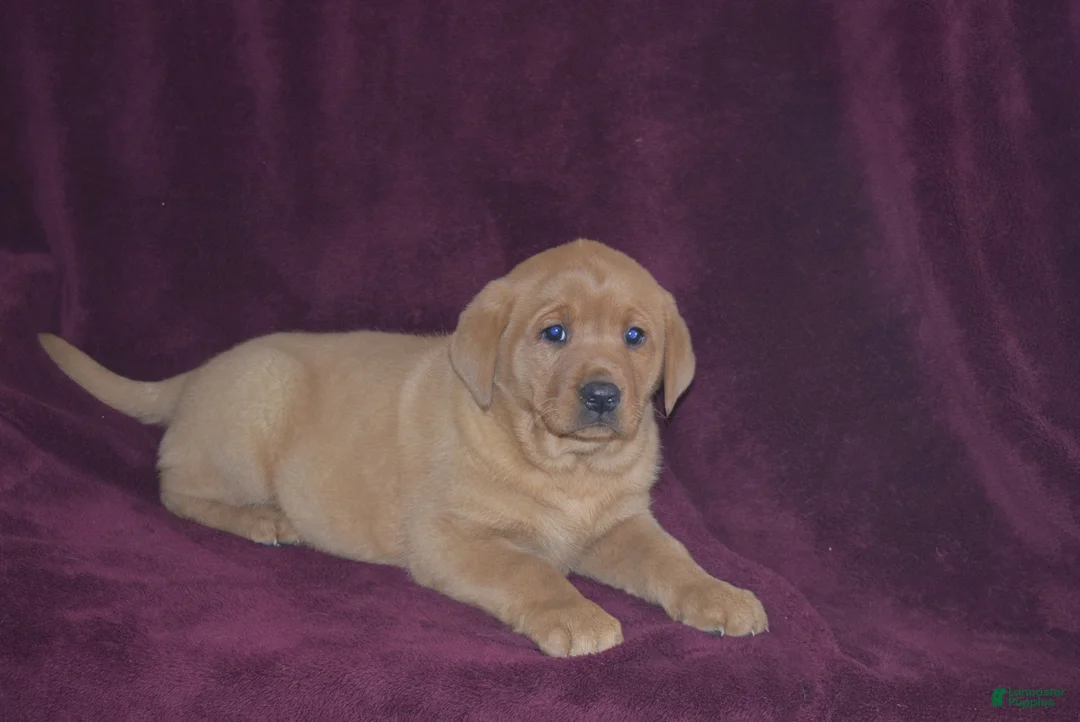 Labrador Retriever dogs for sale: Labrador Retriever Puppy 1 - Ad 4
