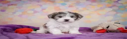 Maltipoo dogs for sale: Woody - Ad 3