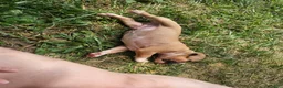 American Pit Bull Terrier dogs for sale: Gator - Ad 3