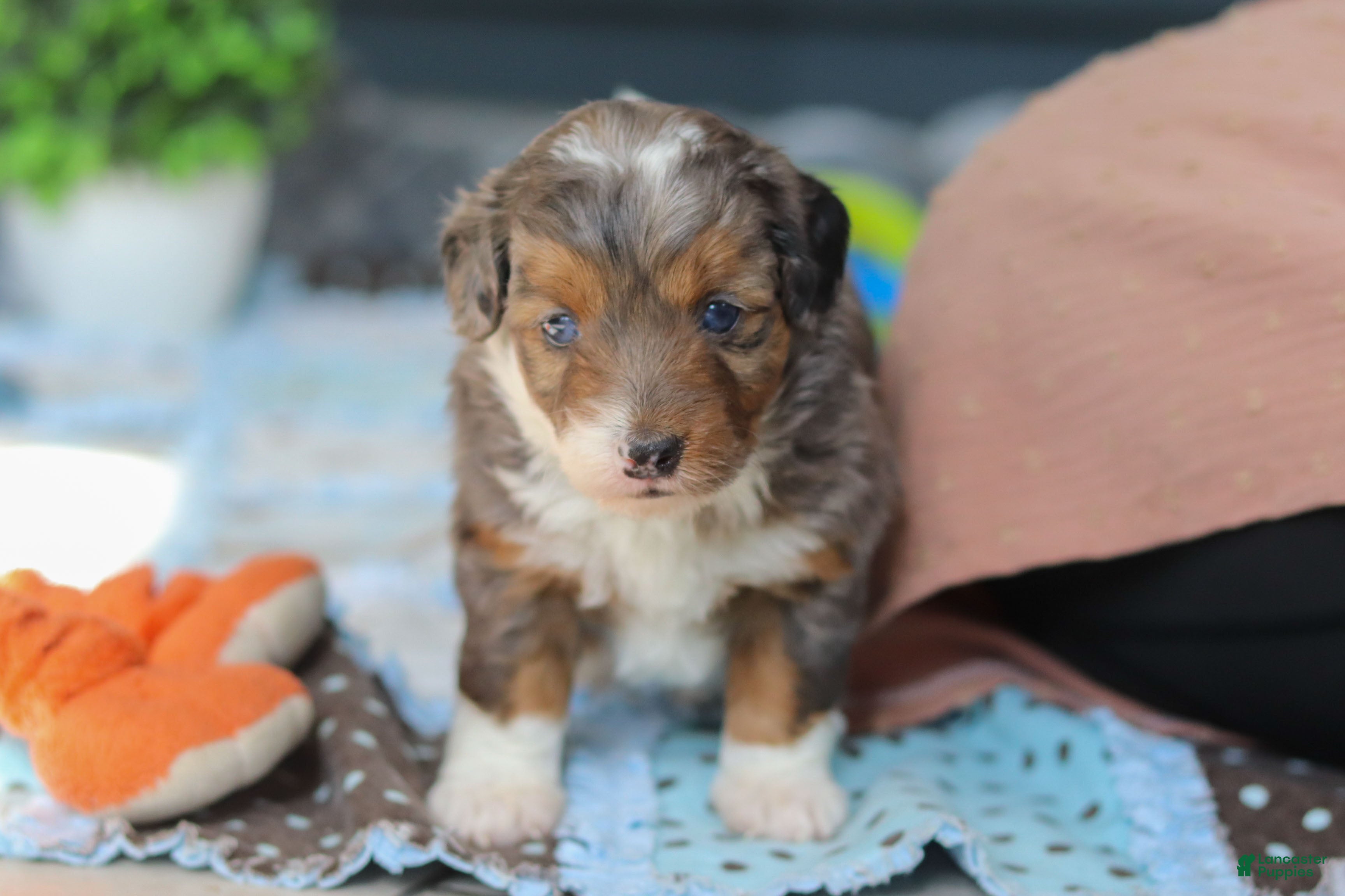 Mini Bernedoodle dogs Paige - Ad 2