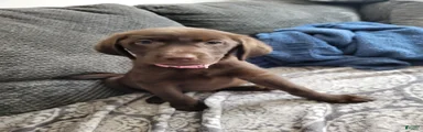 Labrador Retriever Puppy 3