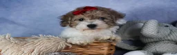 Bichpoo dogs for sale: Snickerdoodle - Ad 13
