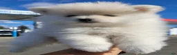 Pomeranian dogs for sale: BEARFACE ALVIN - Ad 2